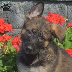 Mocha, German Shepherd Puppy