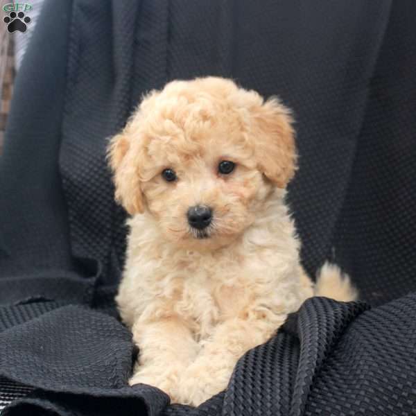 Mocha, Bich-Poo Puppy