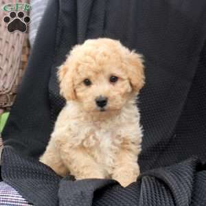 Mocha, Bich-Poo Puppy