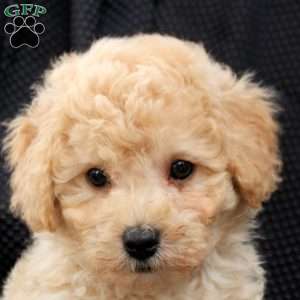 Mocha, Bich-Poo Puppy