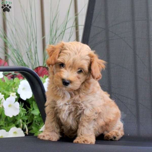 Moe, Miniature Poodle Mix Puppy