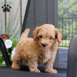 Moe, Miniature Poodle Mix Puppy