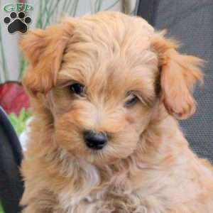 Moe, Miniature Poodle Mix Puppy