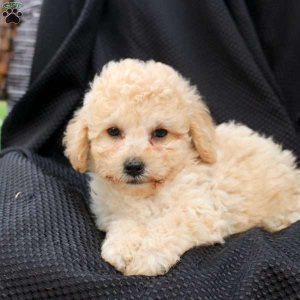 Molly, Bich-Poo Puppy