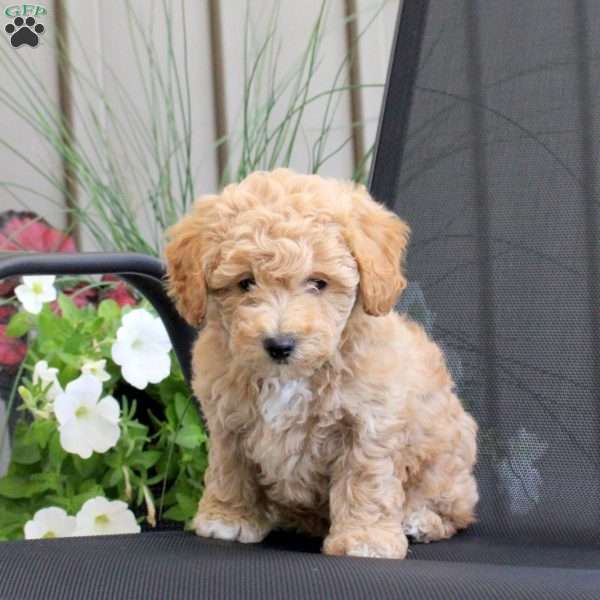 Molly, Miniature Poodle Mix Puppy