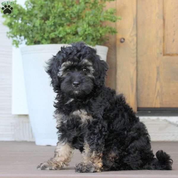 Molly, Cockapoo Puppy