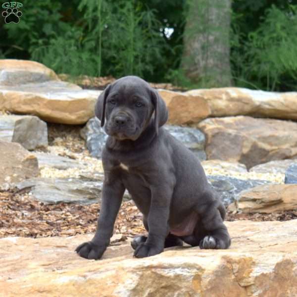 Molly, Cane Corso Puppy