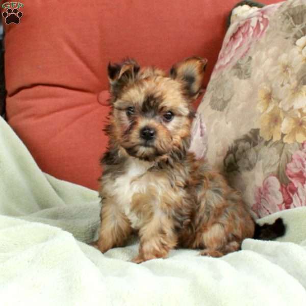Molly, Yorkie Mix Puppy