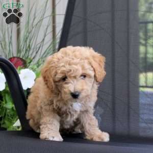 Molly, Miniature Poodle Mix Puppy