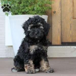 Molly, Cockapoo Puppy