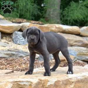 Molly, Cane Corso Puppy