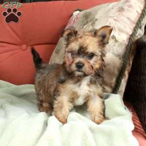 Molly, Yorkie Mix Puppy
