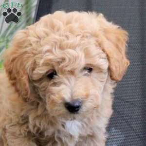 Molly, Miniature Poodle Mix Puppy