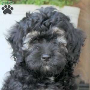 Molly, Cockapoo Puppy