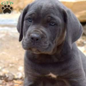 Molly, Cane Corso Puppy