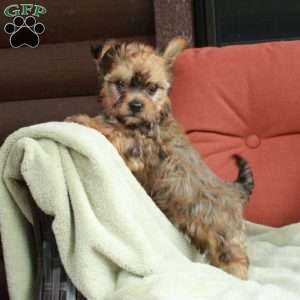 Molly, Yorkie Mix Puppy