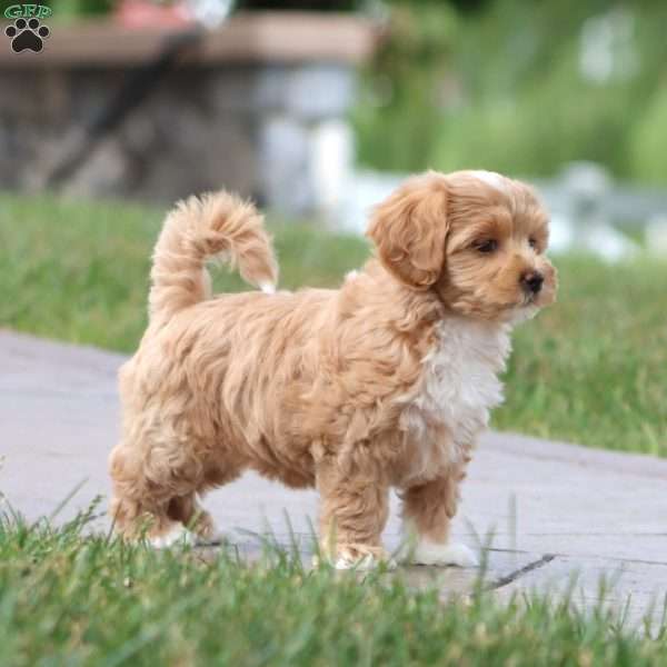 Molly, Maltipoo Puppy