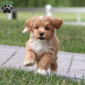 Molly, Maltipoo Puppy