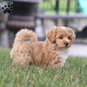 Molly, Maltipoo Puppy