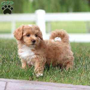 Molly, Maltipoo Puppy