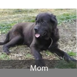 mom