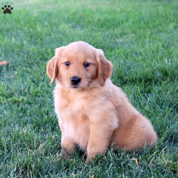 Mona, Golden Retriever Puppy
