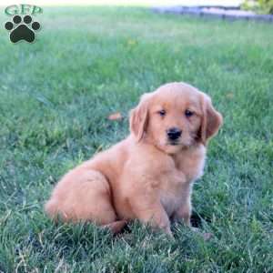 Mona, Golden Retriever Puppy