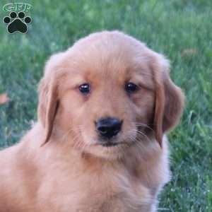 Mona, Golden Retriever Puppy