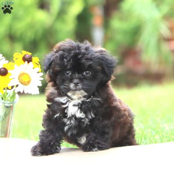 Monday, Shih-Poo Puppy