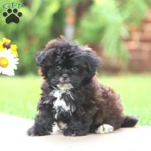 Monday, Shih-Poo Puppy