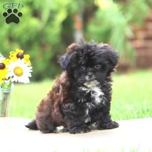Monday, Shih-Poo Puppy