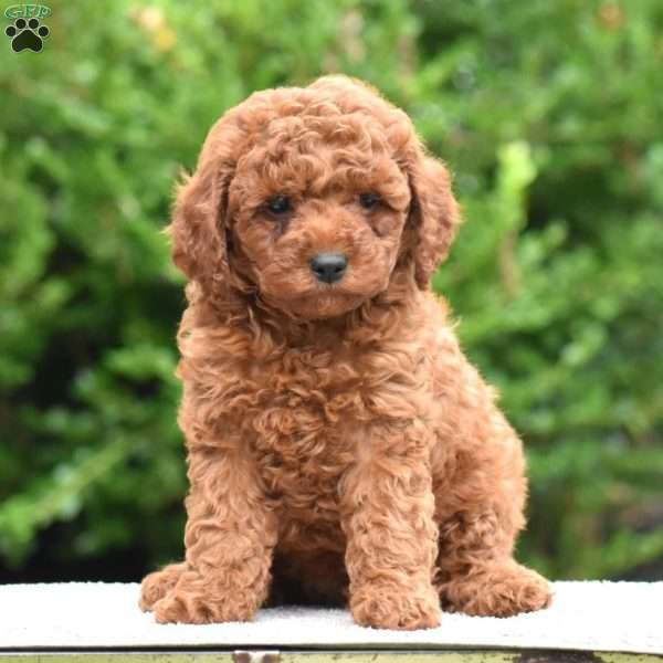 Monroe, Mini Goldendoodle Puppy