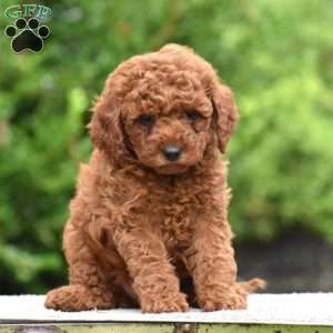 Monroe, Mini Goldendoodle Puppy