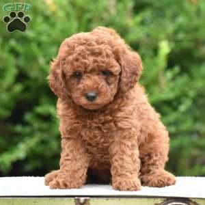 Monroe, Mini Goldendoodle Puppy