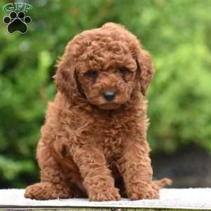 Monroe, Mini Goldendoodle Puppy