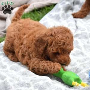 Monroe, Mini Goldendoodle Puppy