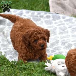 Monroe, Mini Goldendoodle Puppy