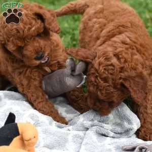 Monroe, Mini Goldendoodle Puppy