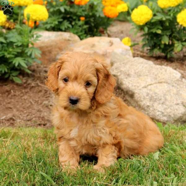 Monty, Cockapoo Puppy