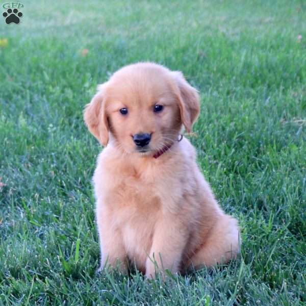 Moon, Golden Retriever Puppy