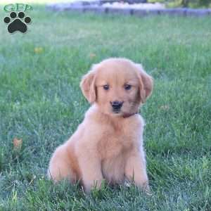 Moon, Golden Retriever Puppy
