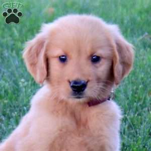 Moon, Golden Retriever Puppy