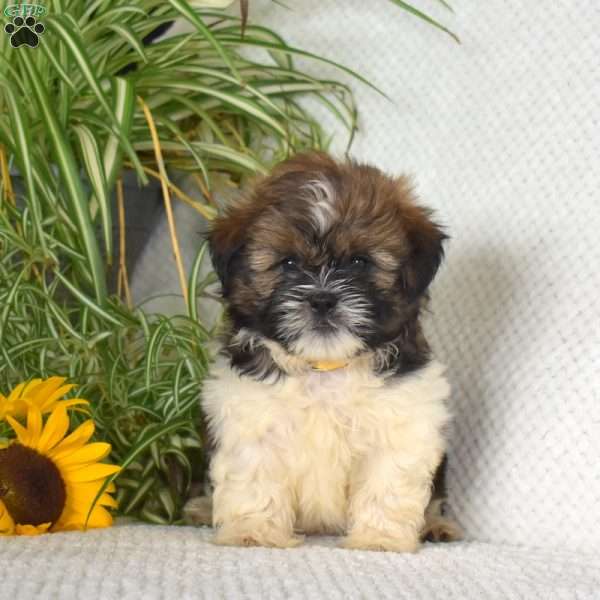 Moonlight, Shih Tzu Puppy