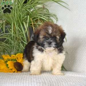 Moonlight, Shih Tzu Puppy