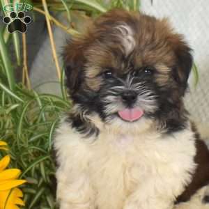 Moonlight, Shih Tzu Puppy