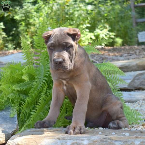 Moose, Cane Corso Puppy
