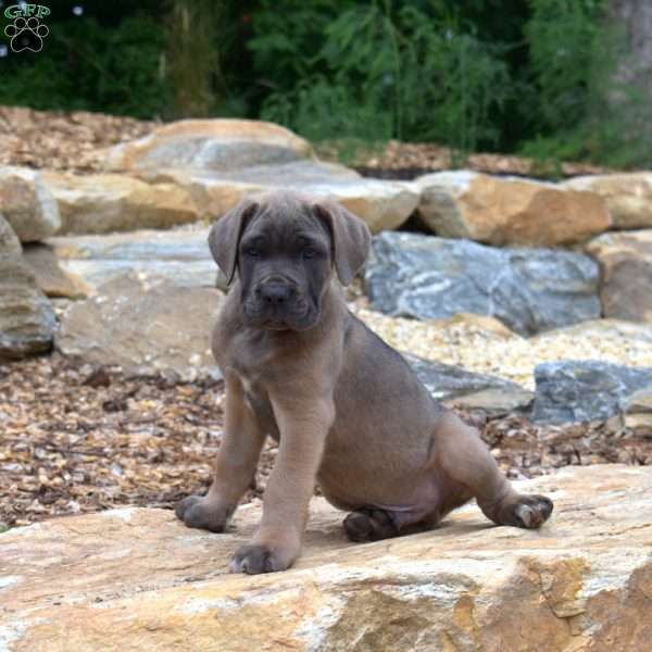 Moose, Cane Corso Puppy