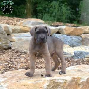 Moose, Cane Corso Puppy