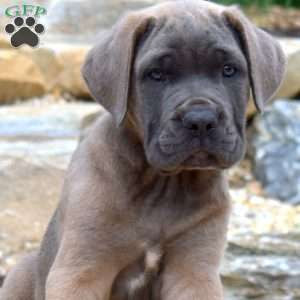 Moose, Cane Corso Puppy