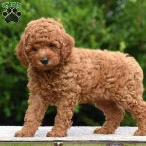 Mosey, Mini Goldendoodle Puppy